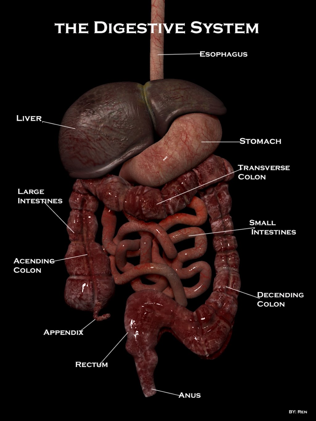 The Digestive System Diagram