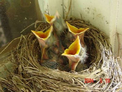 Picture of baby birds
